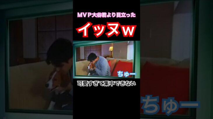 【MLB速報】MVP大谷翔平の犬が可愛すぎる！わんこコイケル(コーイケルホンディエ) #shorst