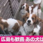 大谷翔平MVP獲得　話題のあの「犬」にも注目集まる　ブリーダーには問い合わせが殺到