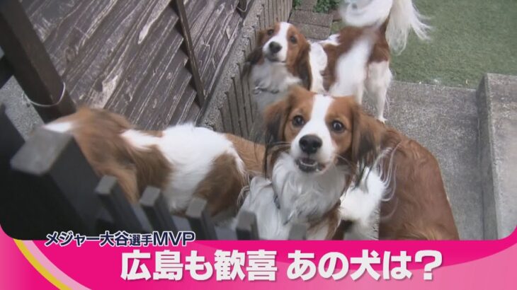 大谷翔平MVP獲得　話題のあの「犬」にも注目集まる　ブリーダーには問い合わせが殺到