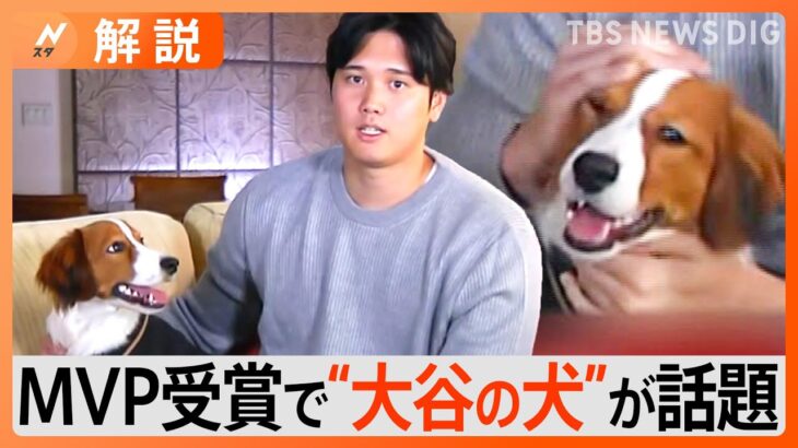 「大谷さんの犬かわいすぎ」犬種はコーイケルホンディエ、いつから一緒？いま何歳？【Nスタ解説】｜TBS NEWS DIG