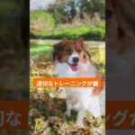 大谷翔平の愛犬コーイケルホンディエの魅力と飼うことの難しさ #犬のいる暮らし #いぬのいる暮らし #多頭飼い #犬 #大谷翔平 #Shorts