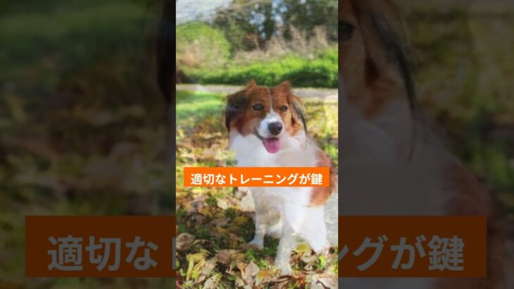 大谷翔平の愛犬コーイケルホンディエの魅力と飼うことの難しさ #犬のいる暮らし #いぬのいる暮らし #多頭飼い #犬 #大谷翔平 #Shorts