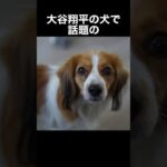 大谷翔平の犬コーイケルホンディエに関する雑学　#shorts