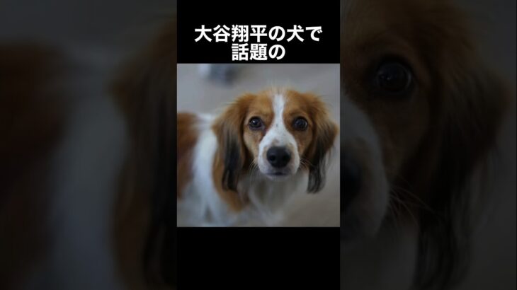 大谷翔平の犬コーイケルホンディエに関する雑学　#shorts