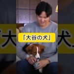 大谷翔平の犬、犬種は？「大谷の犬に憧れるのはやめましょう」