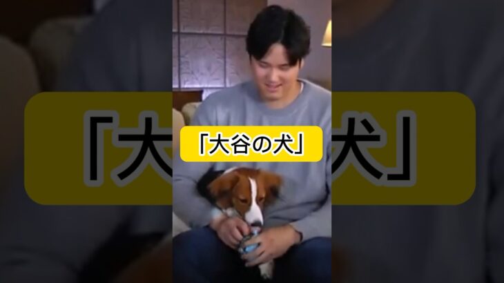 大谷翔平の犬、犬種は？「大谷の犬に憧れるのはやめましょう」