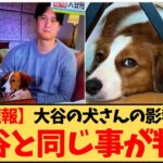 【速報】犬さん、大谷翔平とあるものが同じ事が判明