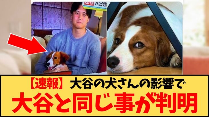 【速報】犬さん、大谷翔平とあるものが同じ事が判明