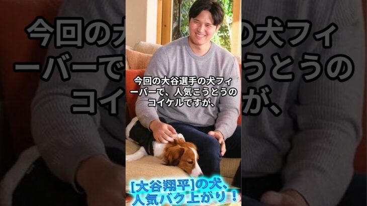 [大谷翔平]の犬、人気バク上がり　犬種は？