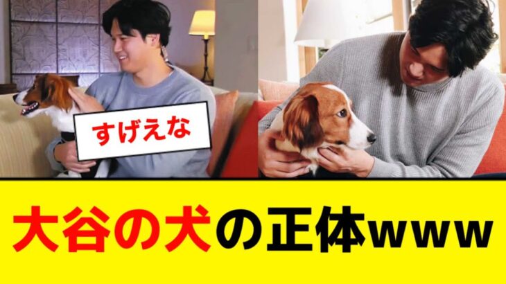 大谷翔平の犬の正体が明らかにwww【5ch】【なんJ】