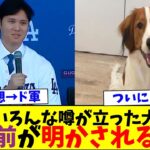 大谷翔平のドジャースFA移籍会見であの犬の名前が明かされるｗ【なんJなんG反応】【2ch5ch】【海外の反応】