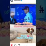 【⠀大谷翔平選手のインスタから デコピンとTVの大谷さん💓‪ドジャースの大谷さん 】大谷翔平選手ドジャースにようこそ✨