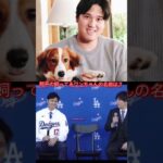 大谷翔平の飼ってるワンちゃんの名前は？　　#大谷翔平　#ohtani  #shoheiohtani  #shohei #ロサンゼルスドジャース       #デコピン #犬　#いぬ　#shorts