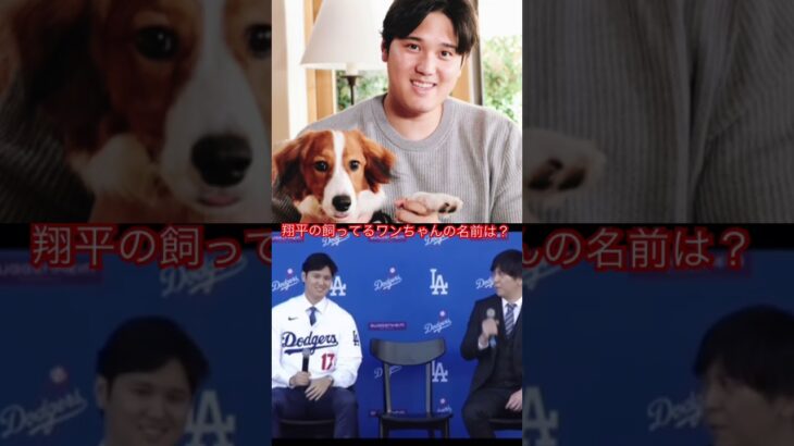 大谷翔平の飼ってるワンちゃんの名前は？　　#大谷翔平　#ohtani  #shoheiohtani  #shohei #ロサンゼルスドジャース       #デコピン #犬　#いぬ　#shorts