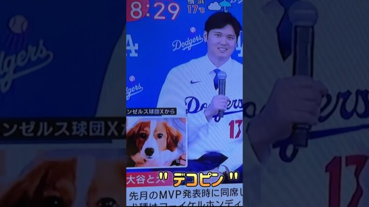 #大谷翔平 選手の愛犬名が判明！#デコピン #ドジャース 入団会見 #ohtani #shorts