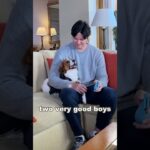 大谷翔平 愛犬の犬種はコーイケルホンディエのオス #shorts #大谷翔平 #shoheiohtani #mlb #コーイケルホンディエ