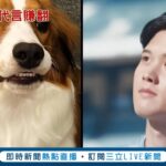 咬壞代言娃娃! 大谷翔平愛犬”爭寵”闖禍 大谷超吸金! 2024年經濟效益破”533億日幣” 大谷”點石成金”! 代言化妝品服飾上市秒殺｜記者 魏仁君｜【國際大現場】20240118｜三立新聞台