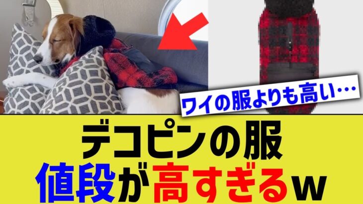 【悲報】大谷の飼い犬、服の値段で待遇がハッキリしてしまう【なんJ プロ野球反応】