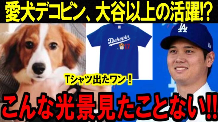 大谷翔平の愛犬デコピンの活躍止まらない‼愛犬の活躍大谷以上か⁉【海外の反応/MLB】