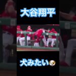 【MLB】ボール遊びする大谷翔平、犬みたい🐶 #大谷翔平 #mlb #angels #dodgers #wbc #侍ジャパン #shoheiohtani #mvp #エンゼルス