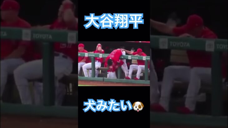 【MLB】ボール遊びする大谷翔平、犬みたい🐶 #大谷翔平 #mlb #angels #dodgers #wbc #侍ジャパン #shoheiohtani #mvp #エンゼルス