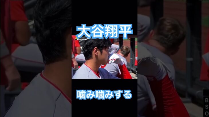 【MLB】手袋を噛み噛みする大谷翔平 #大谷翔平 #shoheiohtani #wbc #侍ジャパン #mlb #エンゼルス #dodgers #angels #mvp