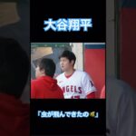 【MLB】大谷翔平「虫が飛んできたの🐝びっくりしてホームラン打っちゃった」一平「…😅」#大谷翔平 #wbc #侍ジャパン #mlb #shoheiohtani #エンゼルス #ホームラン