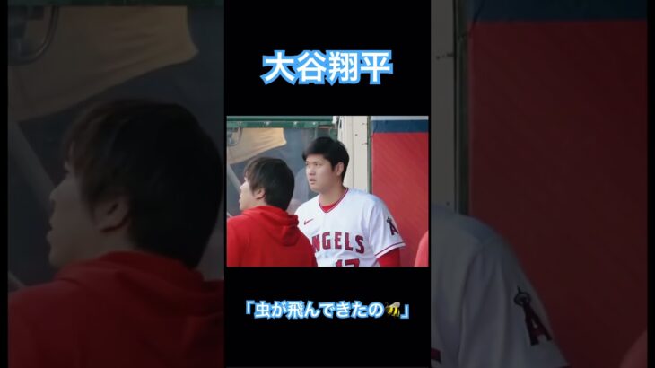 【MLB】大谷翔平「虫が飛んできたの🐝びっくりしてホームラン打っちゃった」一平「…😅」#大谷翔平 #wbc #侍ジャパン #mlb #shoheiohtani #エンゼルス #ホームラン