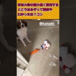 大谷翔平の愛犬デコピン　パワプロくんをボロボロに破壊してしまう… #なんj #プロ野球 #大谷翔平 #mlb #なんg