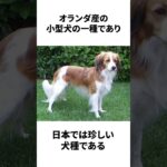 【大谷の犬】デコピンに関する雑学　#shorts #デコピン  #大谷翔平   #雑学