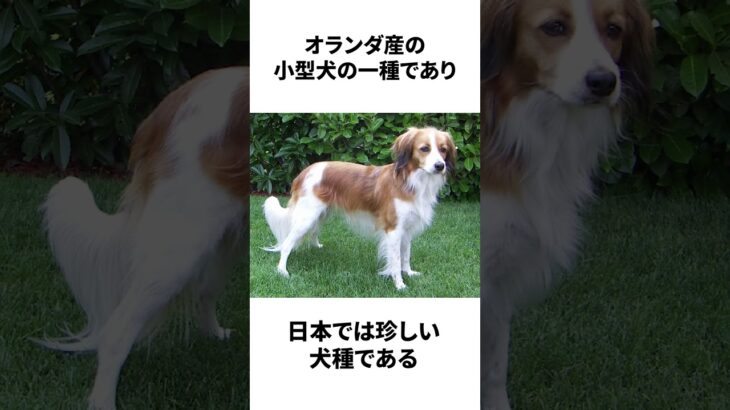 【大谷の犬】デコピンに関する雑学　#shorts #デコピン  #大谷翔平   #雑学