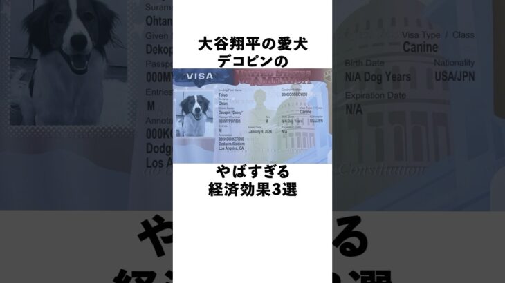 大谷翔平の愛犬デコピンの経済効果がエグかった　#大谷翔平  #ドジャース  #野球