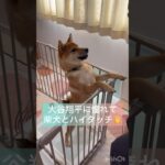 大谷翔平に憧れて柴犬とハイタッチ🤚