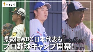 県勢にWBC日本代表も　プロ野球キャンプ開幕！（沖縄テレビ）2024/2/5