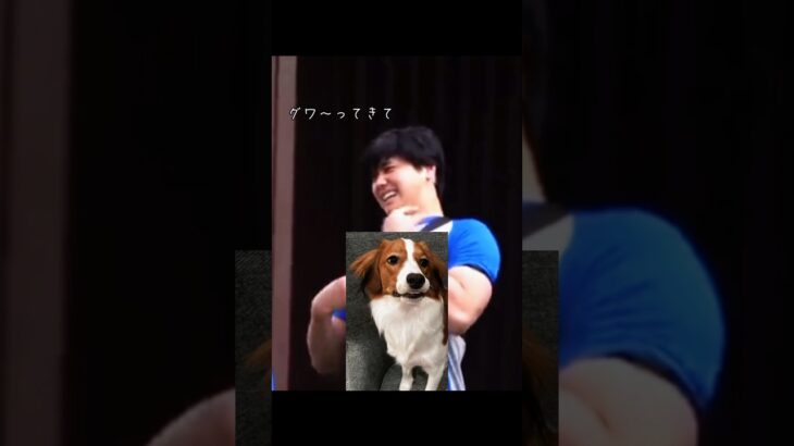 🐶💕伝わらない愛犬の話し   #大谷翔平 #デコピン #あるある