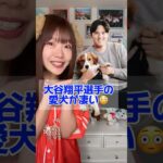 大谷翔平選手の愛犬がすごい😍 #dog #tiktok #shorts #大谷翔平