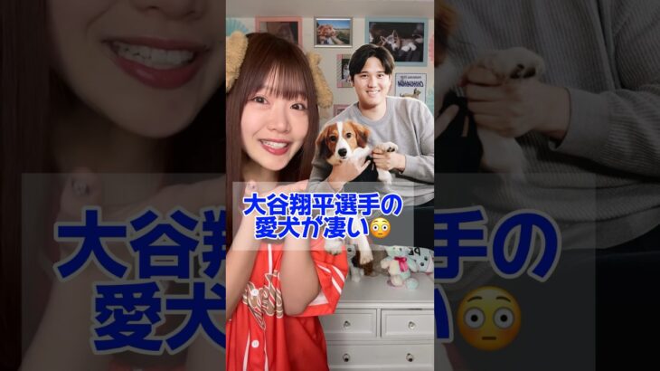 大谷翔平選手の愛犬がすごい😍 #dog #tiktok #shorts #大谷翔平