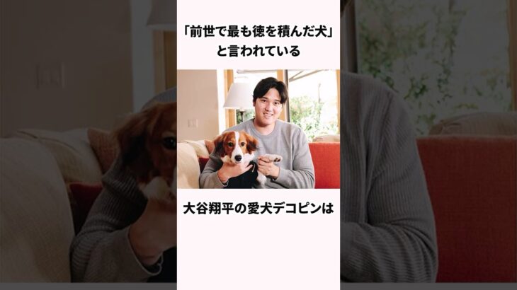 「前世で最も徳を積んだ犬」大谷翔平の愛犬デコピンに関する雑学 #野球 #大谷翔平 #雑学