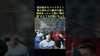 大谷翔平、試合前には超珍事が発生した。満塁の絶好機に“日本語”で叫び同点アシスト「来い来い来い！」 SNSでも話題「何かジワるｗ」 #shorts #大谷翔平 #蜂の巣