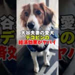 大谷夫妻の愛犬デコピンの経済効果がヤバイ#大谷翔平 #大谷 #田中真美子 #デコピン