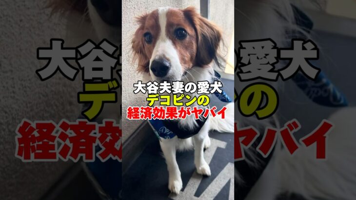 大谷夫妻の愛犬デコピンの経済効果がヤバイ#大谷翔平 #大谷 #田中真美子 #デコピン