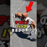 大谷翔平の愛犬「デコピン」のバッグの謎がヤバすぎる #野球 #野球雑学#大谷翔平