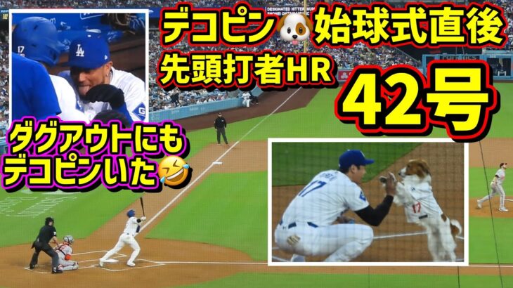 42号‼️デコピン効果？先頭打者HR🤩その時ダグアウトにいたデコピン🤣 【現地映像】8/28vsオリオールズ ShoheiOhtani Dodgers