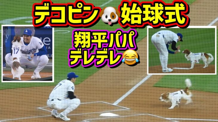 スタジアム大喝采‼️デコピン始球式🐶翔平パパはデレデレ😂 【現地映像】8/28vsオリオールズ ShoheiOhtani Dodgers