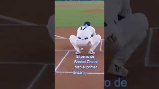 El perro de Shohei Ohtani hizo el primer lanzamiento en el Dodger Stadium.  #mlb #baseball