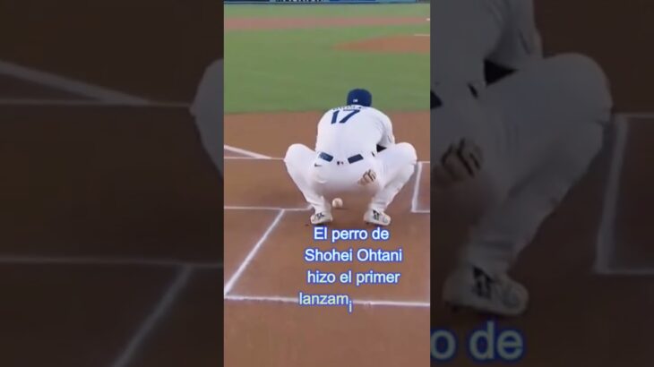 El perro de Shohei Ohtani hizo el primer lanzamiento en el Dodger Stadium.  #mlb #beisbolista