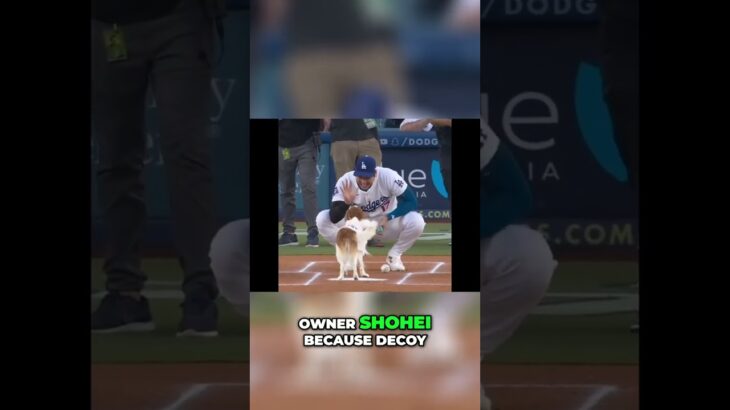 Shohei Ohtani’s Dog Throws First Pitch, Ohtani hits Homer steals two bases