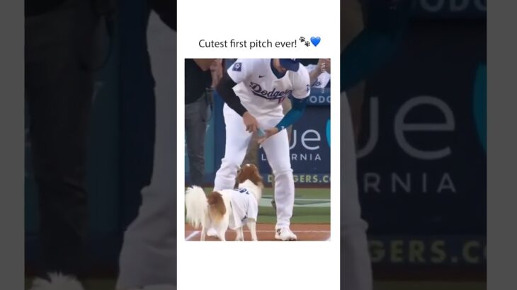 Shohei Ohtani’s dog, Decoy, did the first pitch at Dodgers Stadium! #dodgers #mlb #shoheiohtani