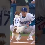 Shohei Ohtani’s dog delivers the first pitch ⚾ | #shorts