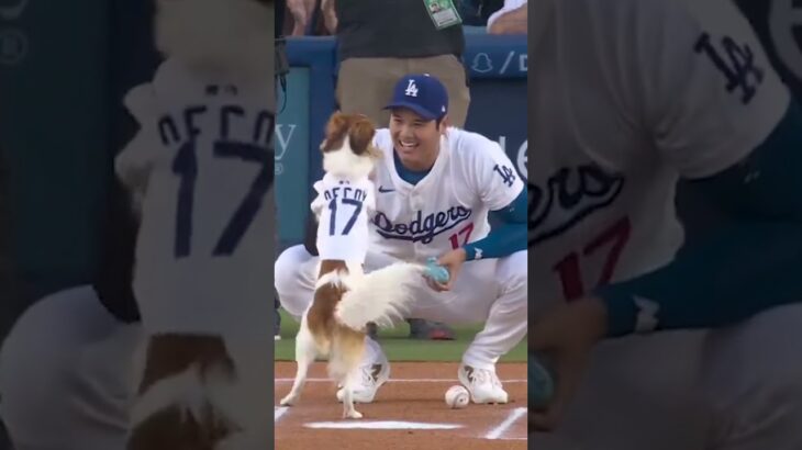 Shohei Ohtani’s dog delivers the first pitch ⚾ | #shorts